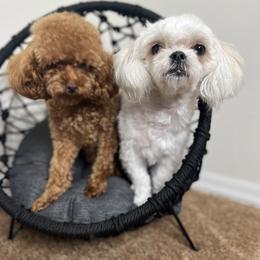 Polly - Maltipoo