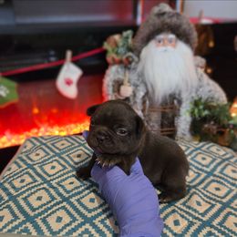Chubbz - Tricolors male French Bulldog puppy in Lubbock, Texas from West Texas Dachshunds LLC