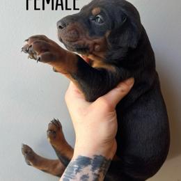 Pepper - Black and rust female Doberman Pinscher puppy in Wellington, Ohio from Jessie (TDD, llc)