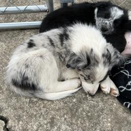 Border Collie Puppies from Roaring River Border Collies