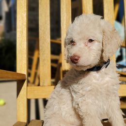 Dusty - Cream Labradoodle puppy in Siloam Springs, Arkansas from Siloam Doodles