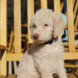 Dusty - Cream Labradoodle puppy in Siloam Springs, Arkansas from Siloam Doodles