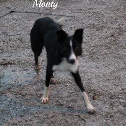 Monty - Border Collie