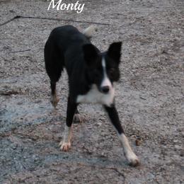 Monty - Border Collie