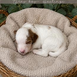 Goldendoodle Puppies from RadDoodles