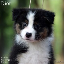 Australian Shepherd, Mastiff, and Miniature American Shepherd Puppies from Ashber Farm