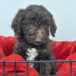 Vixen - Chocolate male Cavapoo puppy in Austin, Texas from Doodles of Central Texas