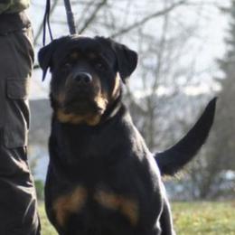 Jill - Rottweiler