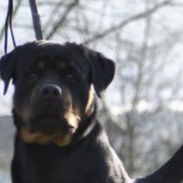 Jill - Rottweiler