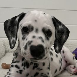 Latte-Lavender Collar - White and black Dalmatian puppy in Northern, New York from Lake City Dals