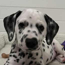 Latte-Lavender Collar - White and black Dalmatian puppy in Northern, New York from Lake City Dals