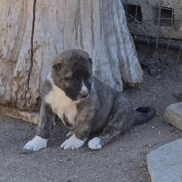 Boy 2 - Gray male Armenian Gampr puppy in Neenach, California from The Mustangs Ranch