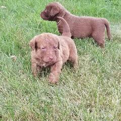 Chesapeake Bay Retriever Puppies from Twin Oak's Chesapeakes