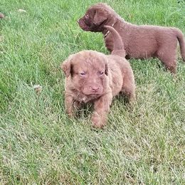 Chesapeake Bay Retriever Puppies from Twin Oak's Chesapeakes