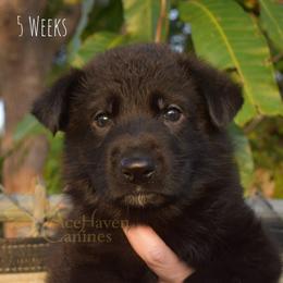 Green Collar - Black male German Shepherd puppy in Orlando, Florida from AceHaven Canines