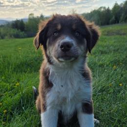 Morgan Girl 6 - Red tri-color female Australian Shepherd puppy in Solon, Maine from Mountain Range Australian Shepherds