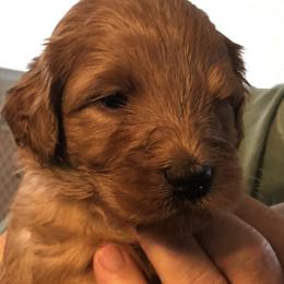 Australian Labradoodle Puppies from Forever Friends Labradoodles