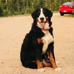 Bernese Mountain Dogs and Goldendoodles from DestinyDoodles