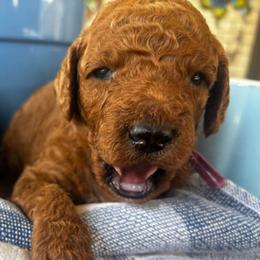 Purple Collar - Female - Chocolate female Goldendoodle puppy in Eunice, Louisiana from Maison De Pawz