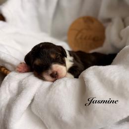 Girl 4 - Tri-color female Bernedoodle puppy in Pottstown, Pennsylvania from Willow-Be Doodles