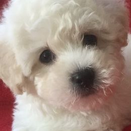 Bichon Frises, Havanese, and Lhasa Apsos from Our Lovely Pups