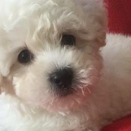 Bichon Frises, Havanese, and Lhasa Apsos from Our Lovely Pups