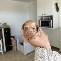 Boy 3 - Cream male Dachshund puppy in Las Animas, Colorado from J&D Dachsies