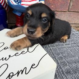 Rolo - Black and tan male Dachshund puppy in Keota, Oklahoma from Skyview Doxie Ranch