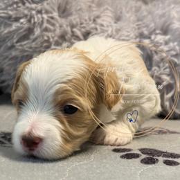Tom Ford - Cream male Maltipoo puppy in Weatherford, Texas from Aprishew Maltipoo