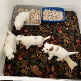 Clumber Spaniel Puppies from Briton Clumber Spaniels
