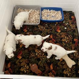 Clumber Spaniel Puppies from Briton Clumber Spaniels