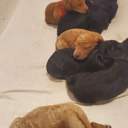 Labradoodle and Labrador Retriever Puppies from Millies Kennel