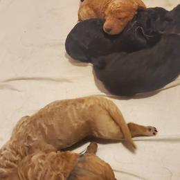 Labradoodle and Labrador Retriever Puppies from Millies Kennel