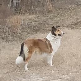 Betsy - Collie
