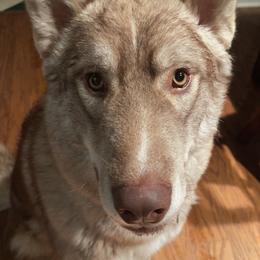 Miniature Australian Shepherds, Siberian Huskies, and Toy Australian Shepherds from Tails & Belles Dog Breeding