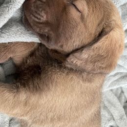 Chesapeake Bay Retriever Puppies from Bellus Chesapeakes