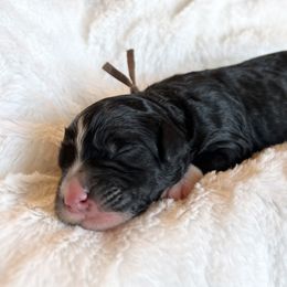 Boy 1 - Black and white Bernedoodle puppy in Shell Lake, Wisconsin from KC Acres