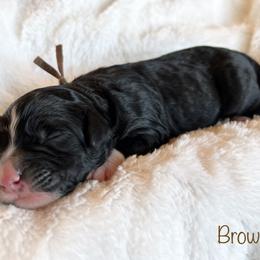 Boy 1 - Black and white Bernedoodle puppy in Shell Lake, Wisconsin from KC Acres