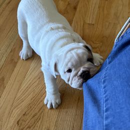 Louie - Fawn and white male Bulldog puppy in Cherryville, North Carolina from Hope Thornburg