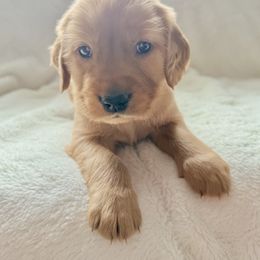 Companion Cross Puppies from Happy Tails Mini Goldens