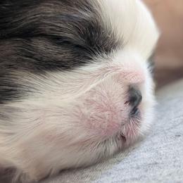 Chocolate Chip - Red and white female Shih Tzu puppy in Lostant, Illinois from Bella's Babies
