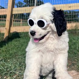 Snow White - Black and white female Portuguese Water Dog puppy in Talladega, Alabama from Boardwalk Water Dogs