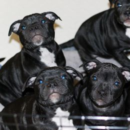 Staffordshire Bull Terrier Puppies from Ol'Wood Stafford's