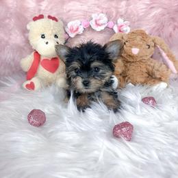 Teacup Alara - Black and tan female Yorkshire Terrier puppy in Lithonia, Georgia from Toy Yorkies Atlanta