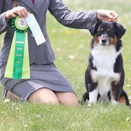 Genie - Miniature American Shepherd