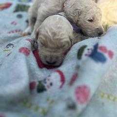 Tux - Cream male Goldendoodle puppy in Cameron Park, California from Silkie Doodles