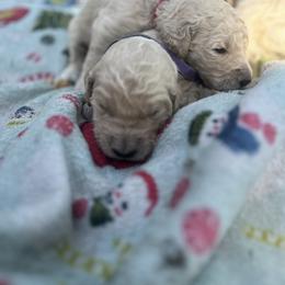 Tux - Cream male Goldendoodle puppy in Cameron Park, California from Silkie Doodles