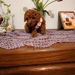 Blossom - Red  female Poodle puppy in Midway City, California from Rapture Red Poodles