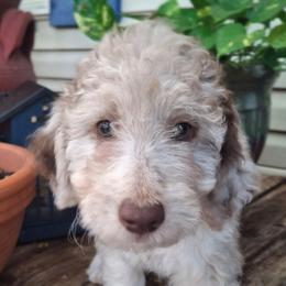 Eloise - Brown merle female Aussiedoodle puppy in Grand Saline, Texas from Aussies Acre