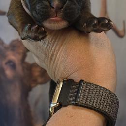 Fawn boy 5 - Brindle male Boxer puppy in Red Boiling Springs, Tennessee from Silver Rain